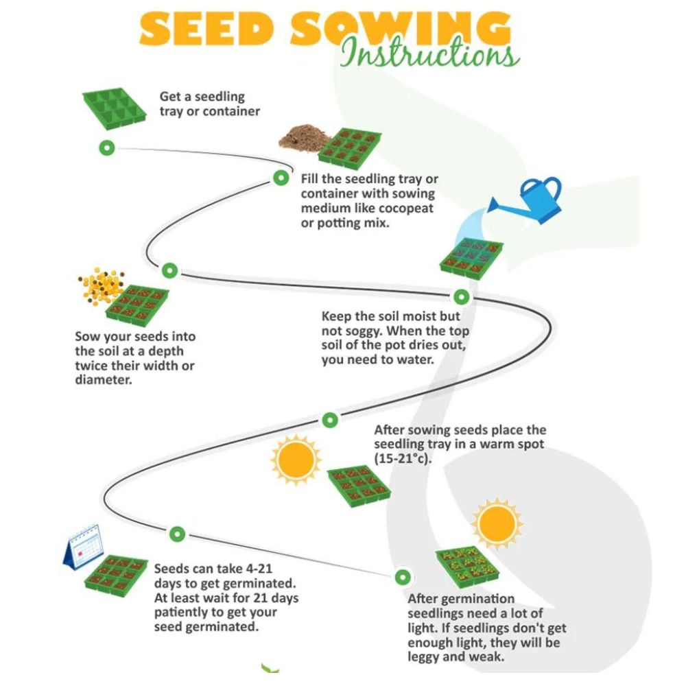 Winter Flower Seeds (Pack of 100) + FREE Plant Growth Supplement