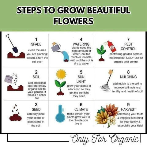 Winter Flower Seeds (Pack of 100) + FREE Plant Growth Supplement