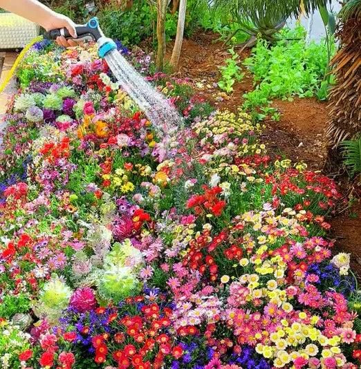 Winter Flower Seeds (Pack of 100) + FREE Plant Growth Supplement