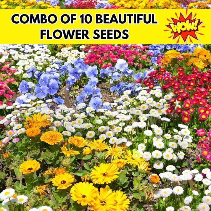 Winter Flower Seeds (Pack of 100) + FREE Plant Growth Supplement
