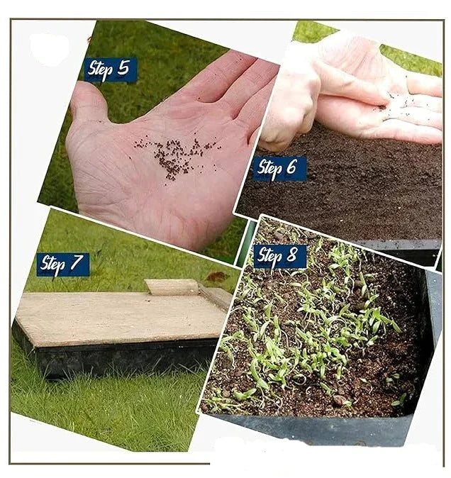 Winter Flower Seeds (Pack of 100) + FREE Plant Growth Supplement