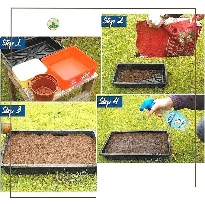 Winter Flower Seeds (Pack of 100) + FREE Plant Growth Supplement