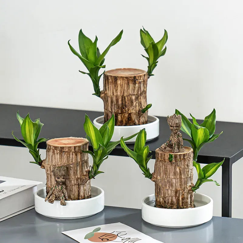 Brazilian Lucky Wood Plant | 🔥 BUY 1 GET 1 FREE (Includes Water Tray and 2 Wooden Toys)