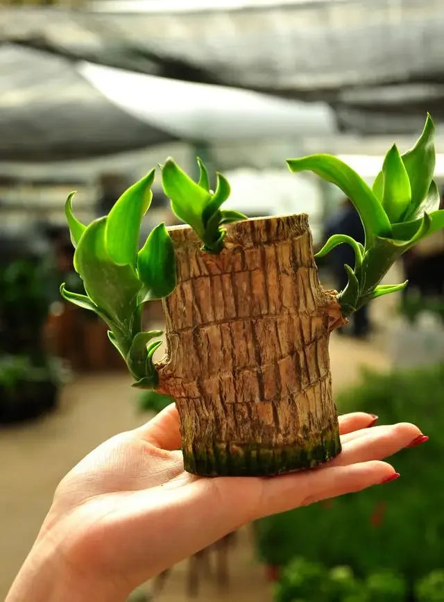 Brazilian Lucky Wood Plant | 🔥 BUY 1 GET 1 FREE (Includes Water Tray and 2 Wooden Toys)