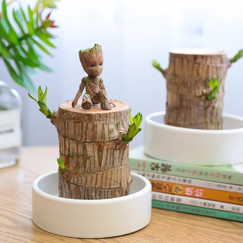 Brazilian Lucky Wood Plant | 🔥 BUY 1 GET 1 FREE (Includes Water Tray and 2 Wooden Toys)