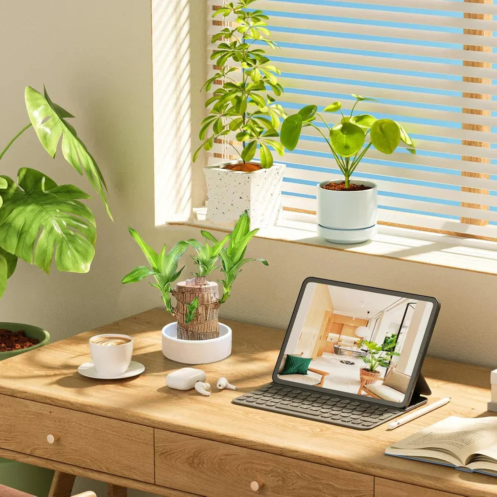 Brazilian Lucky Wood Plant | 🔥 BUY 1 GET 1 FREE (Includes Water Tray and 2 Wooden Toys)